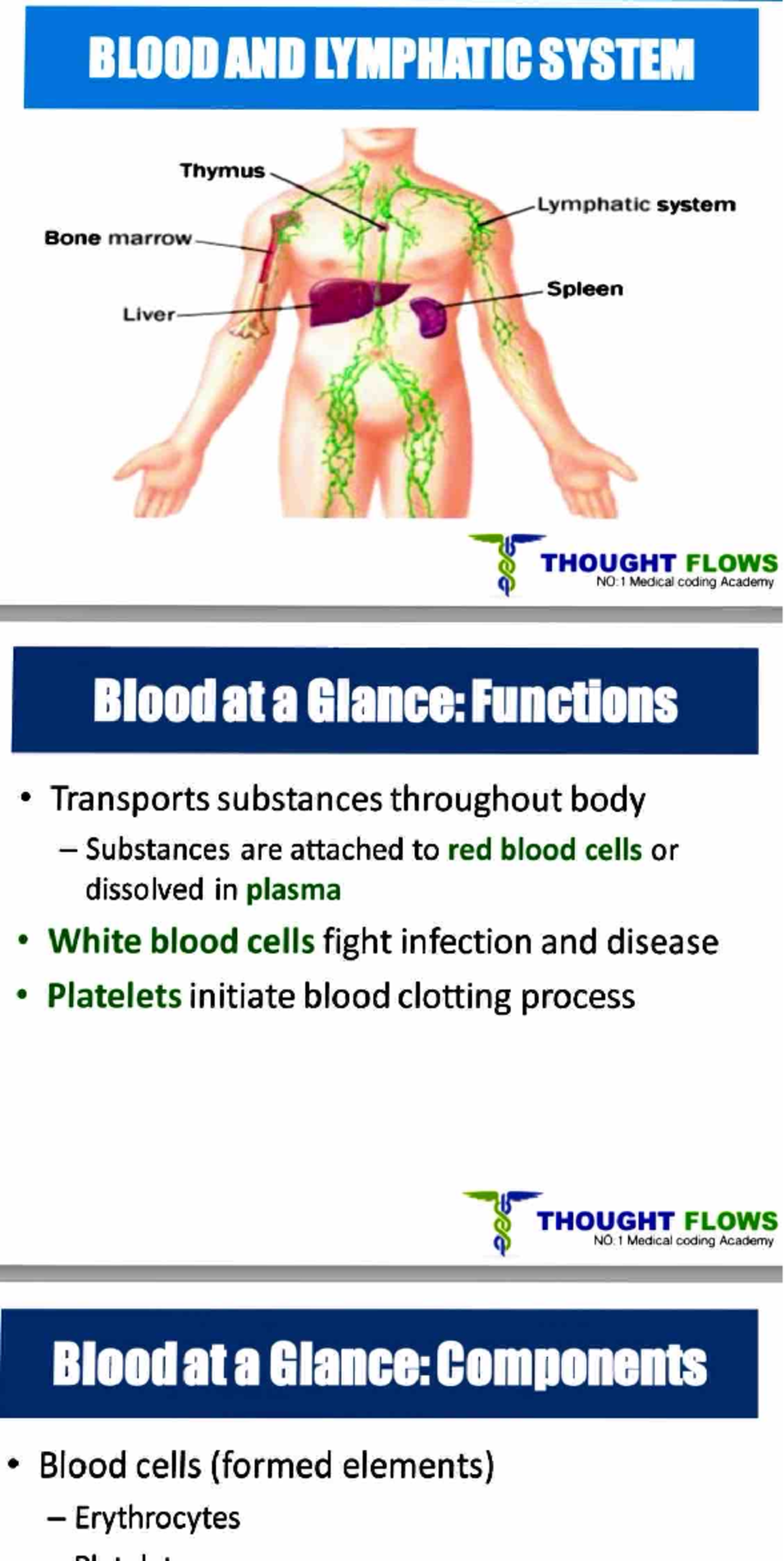 Blood and Lymphatic System Overview - Medical Coding Academy D1 - Studocu