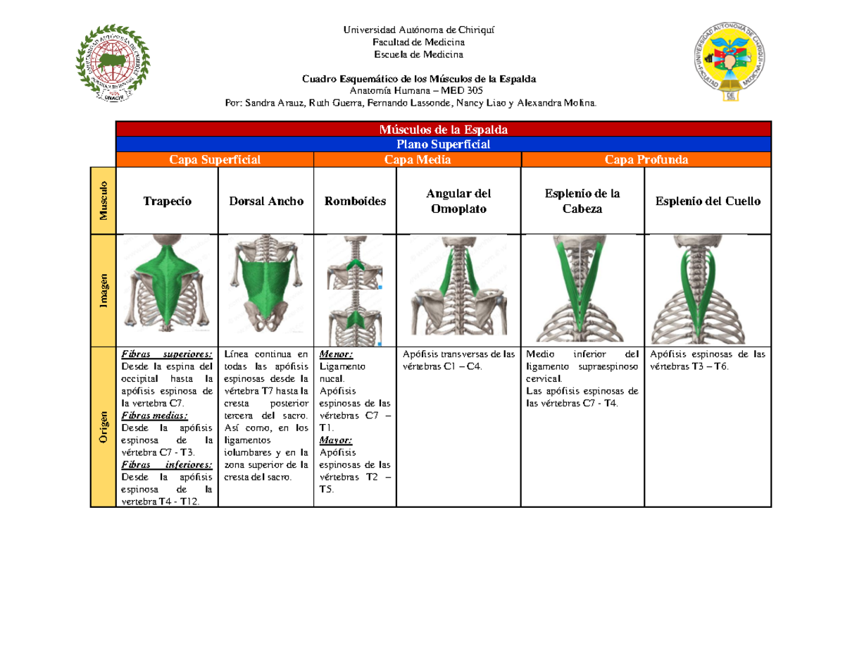 Músculos de la Espalda - Anatomía Humana MED 305 Esquema Detallado - Studocu, image size:1200x927