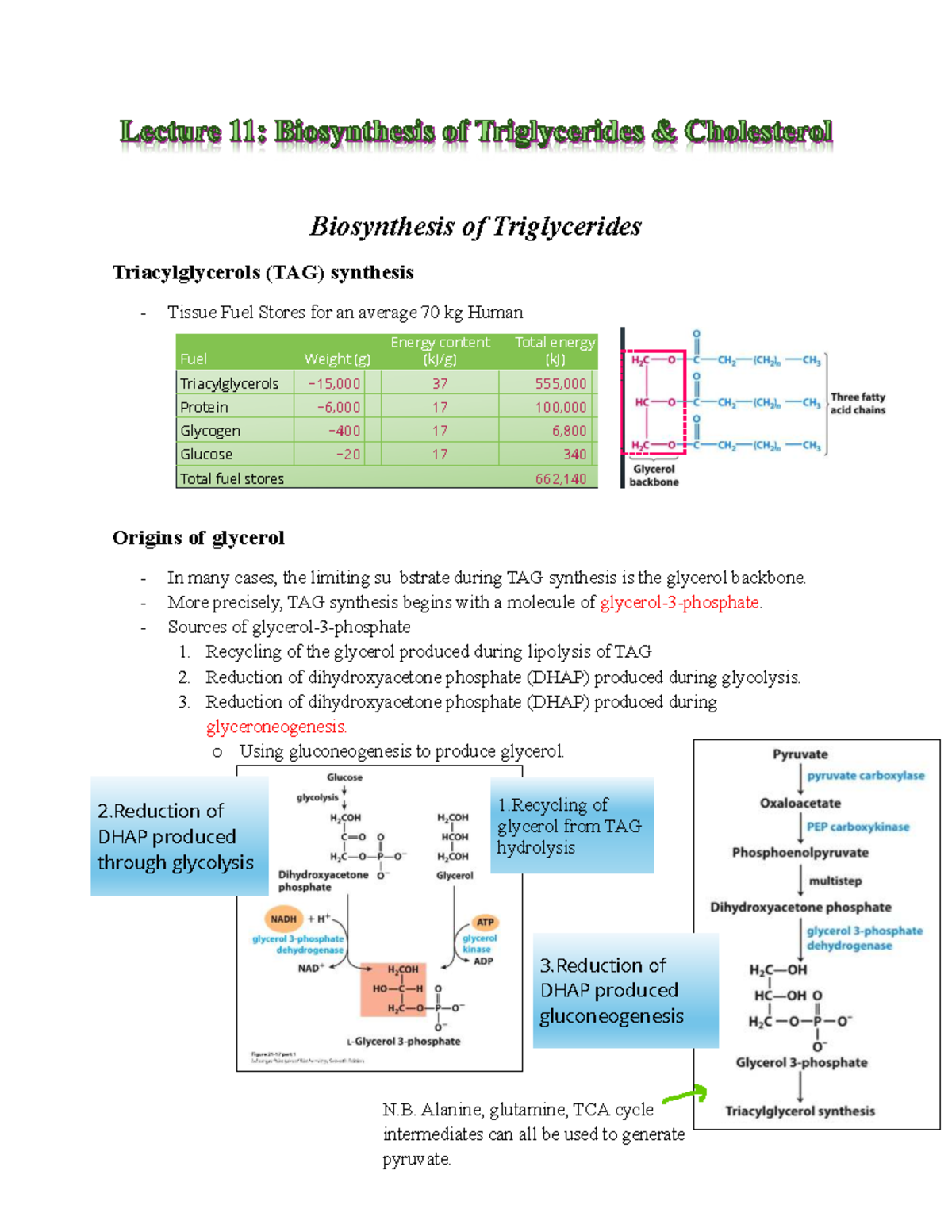 BCH3120 Lecture 11: Biosynthesis of Triglycerides and Cholesterol - Studocu