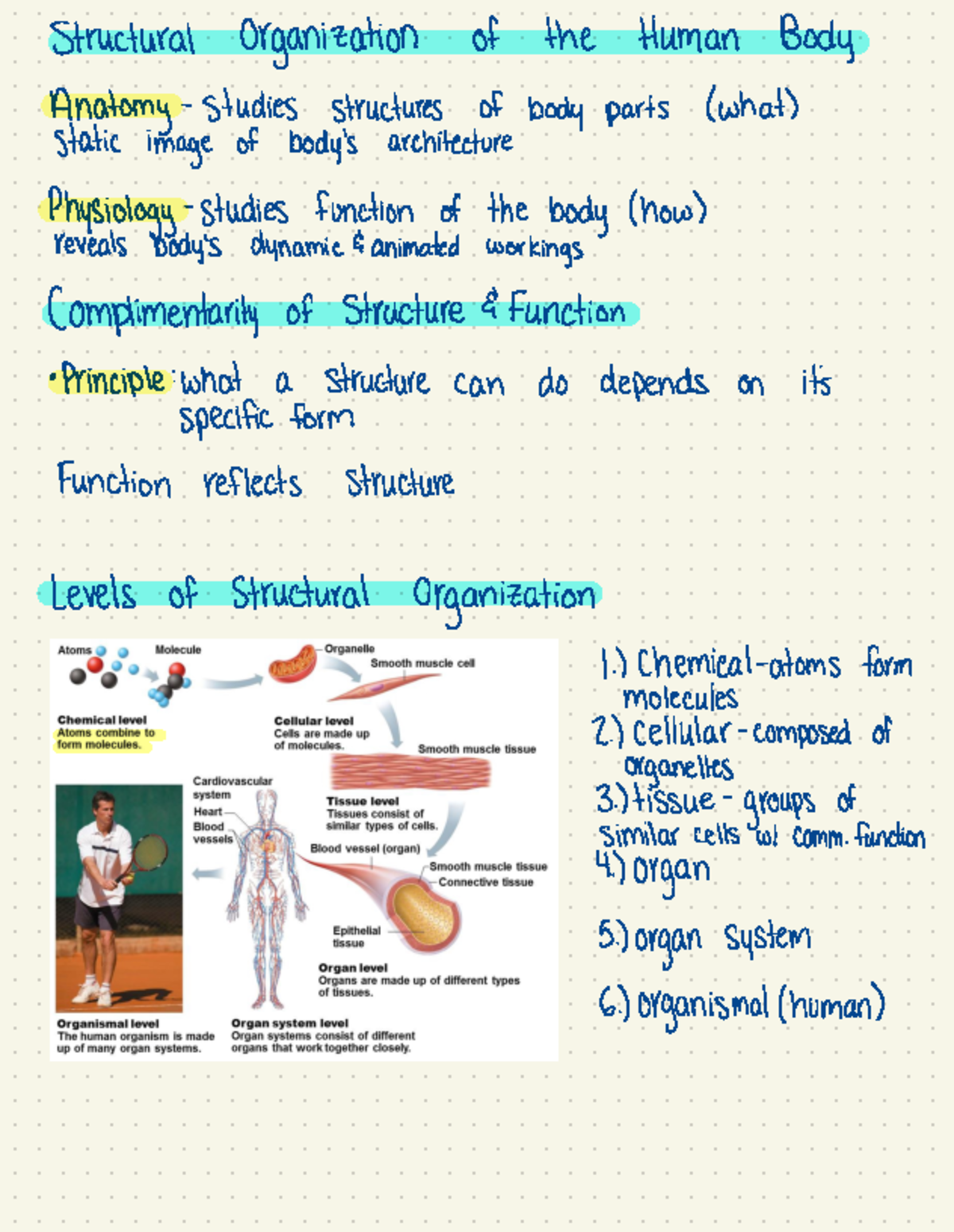5 Levels Of Organisation In The Human Body