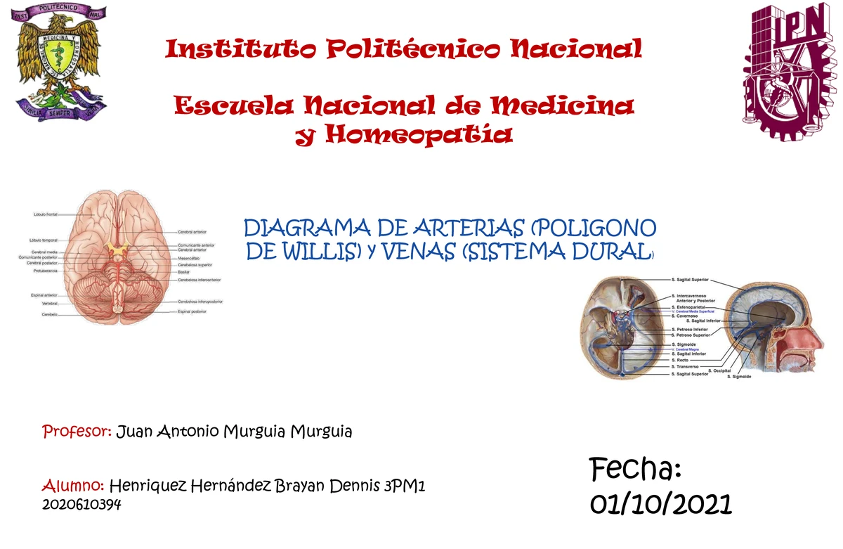 Apuntes de Neuroanatomía: Fibras Comisurales y Asociación - Studocu