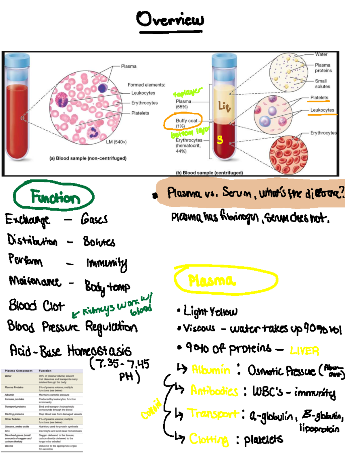 Blood Ch. 19 - Lecture Notes on Gas Exchange & Hematology - Studocu