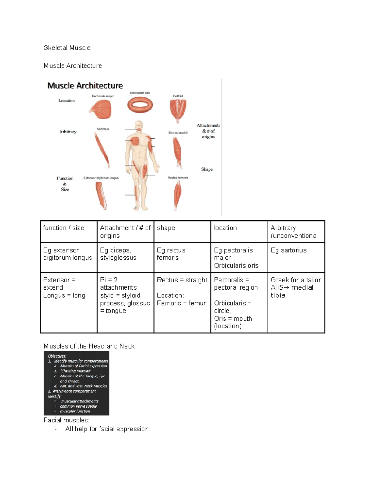 Muscles of Head and Neck - Anatomy Lecture Notes (Course Code: ANAT101 ...