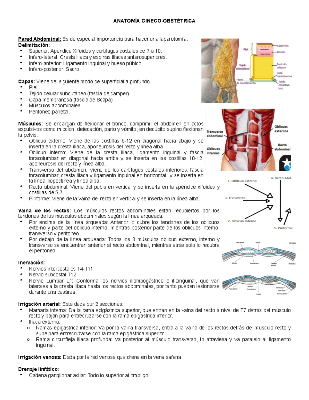 Anatomía Gineco-Obstétrica GO - Resumen Detallado de Estructuras - Document Preview