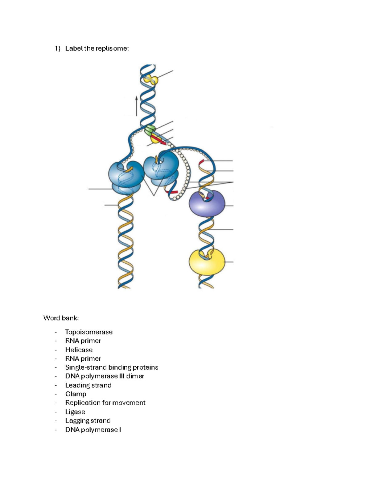 DNA Replication and Transcription Practice Questions - Studocu