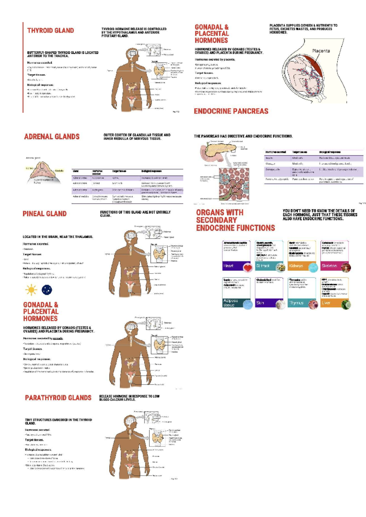 HBA 3 Final Exam Notes: Endocrine Functions & Hormones Overview - Studocu