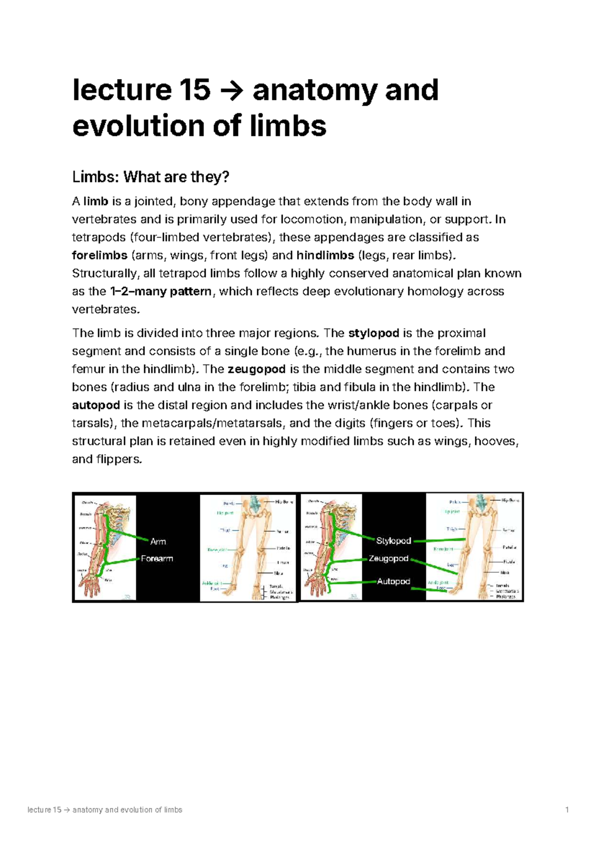 Lecture 15: Anatomy and Evolution of Limbs (ANAT001) - Studocu