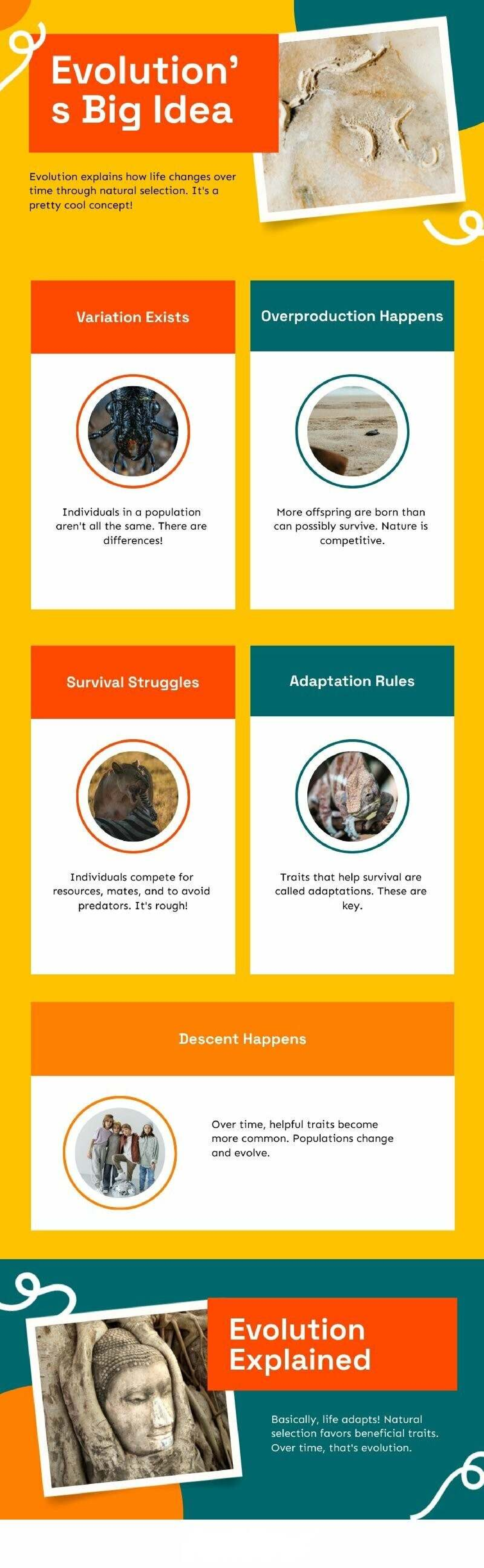 Theory of Evolution: Natural Selection and Adaptation Explained - Studocu