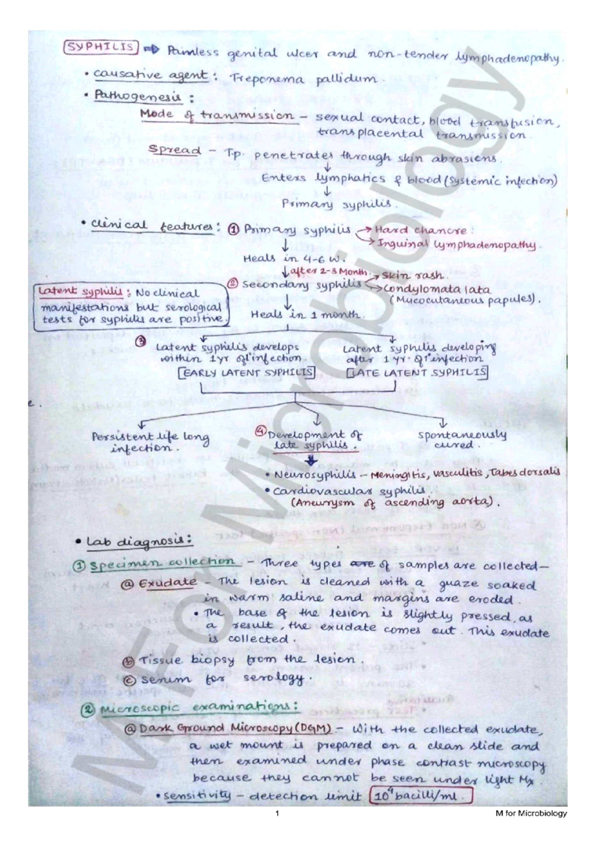 Syphilis (2 M): Study Notes on Genital Ulcers & Pathogenesis - Studocu