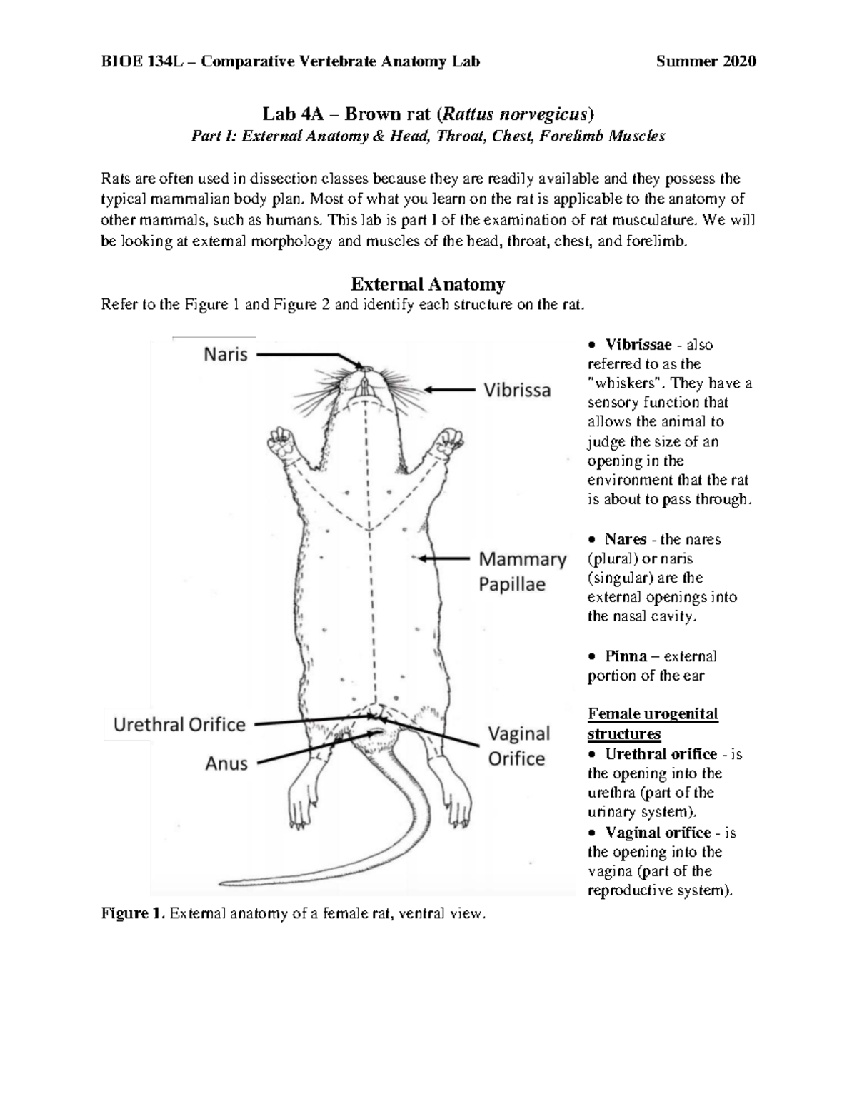 BIOE 134L - Comparative Vertebrate Anatomy Lab: Rat Anatomy - Studocu