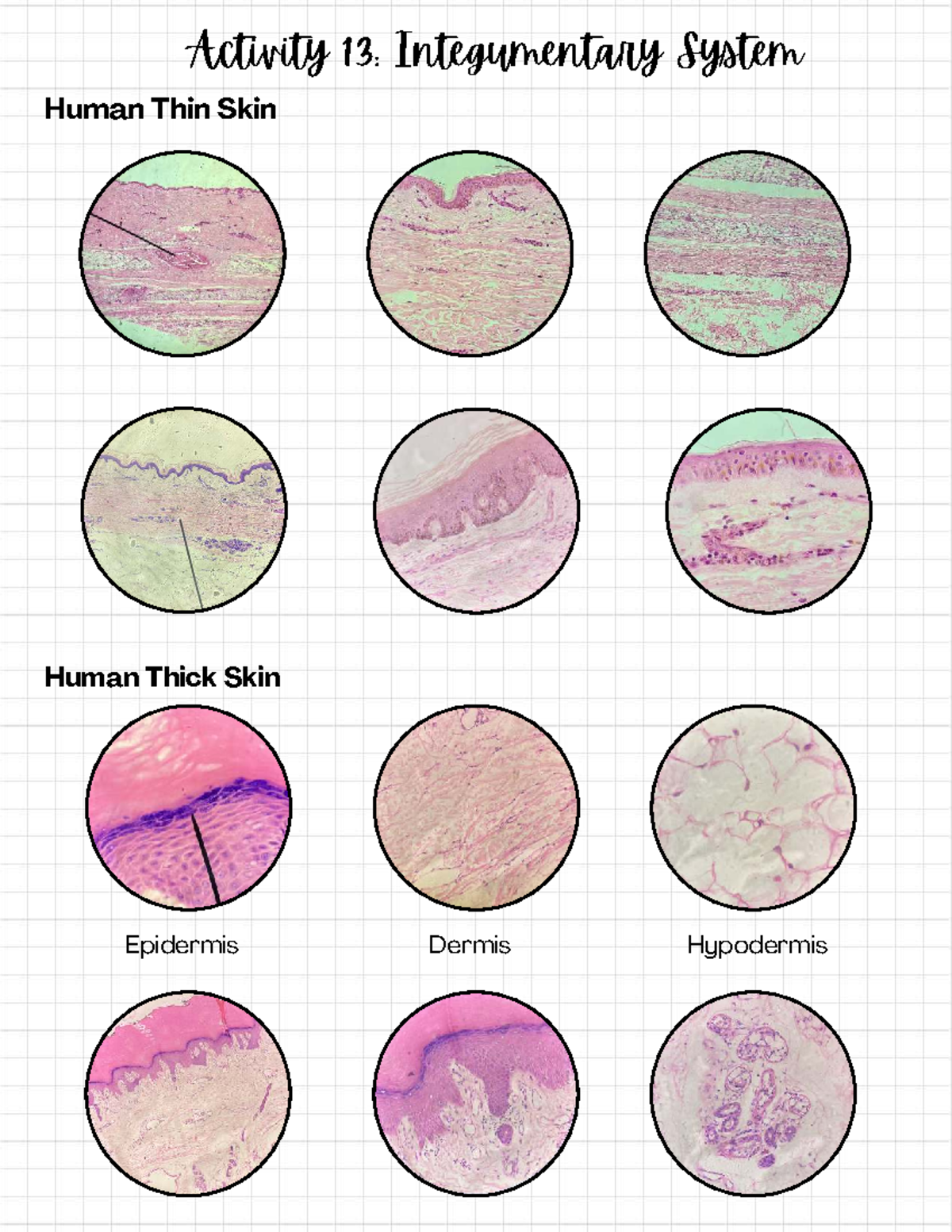 Activity 13 Integumentary System - Human Histology - Activity 13 ...