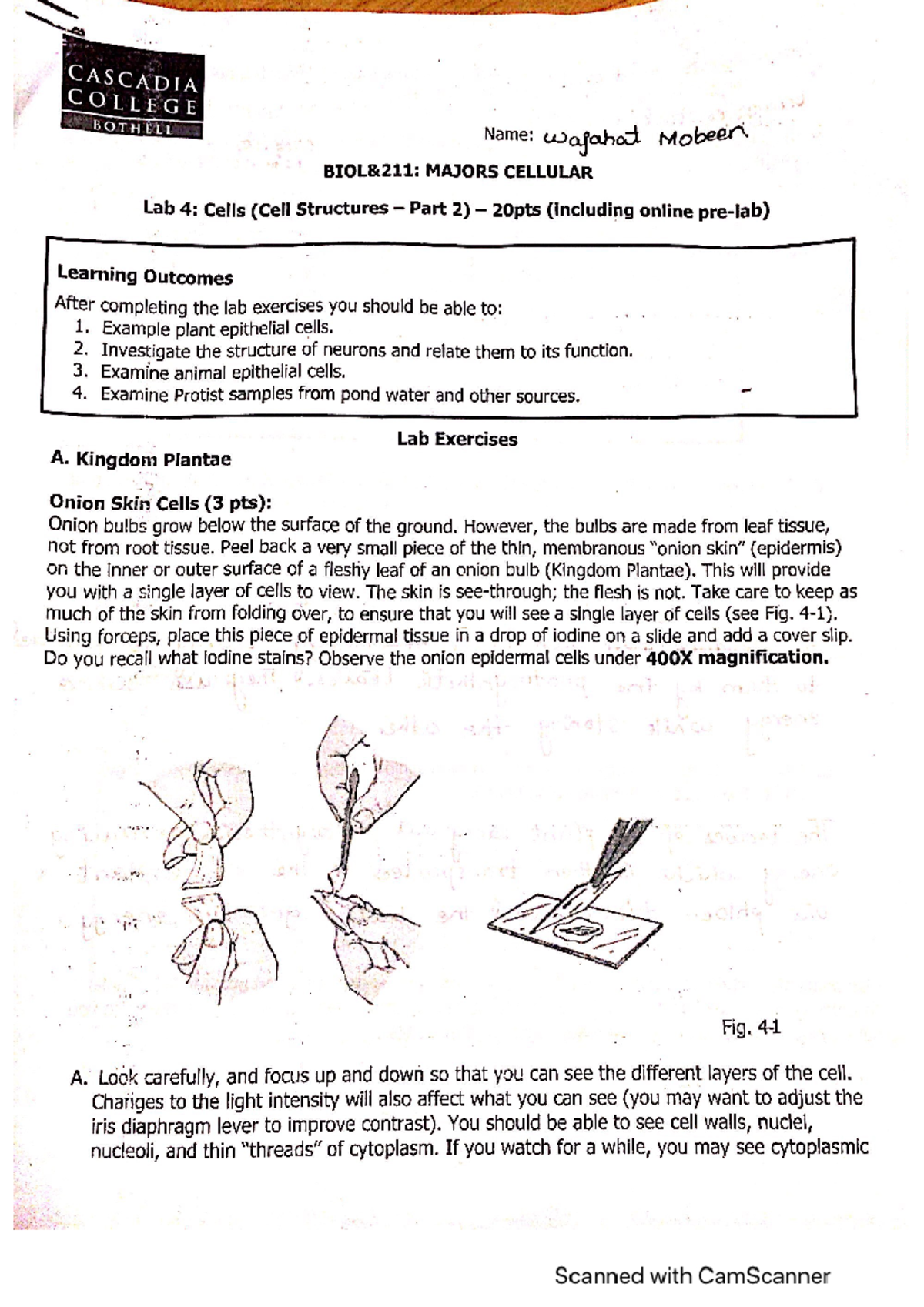 Lab4 - notes - CASCADIA COLLEGE BOTHELL Name: wajahat Mobeer MAJORS ...