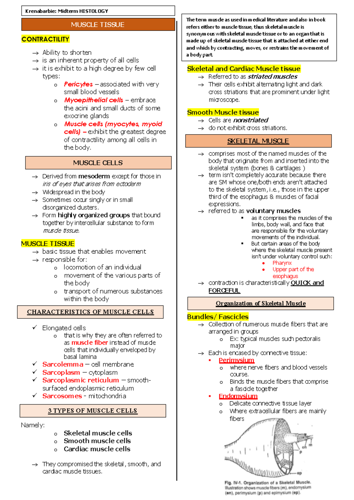 HISTOLOGY MUSCLE TISSUE CONTRACTILITY: Midterm Study Notes - Studocu