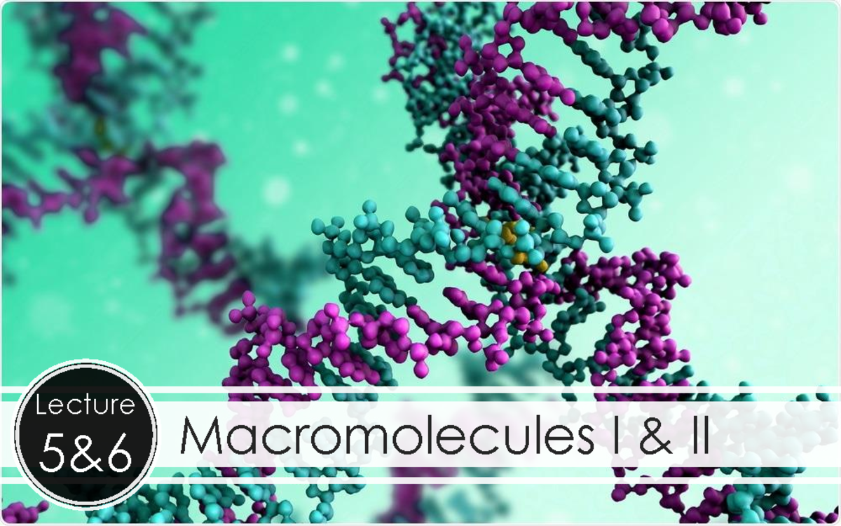 Lecture Macromolecules I & II: Structure and Function Overview - Studocu
