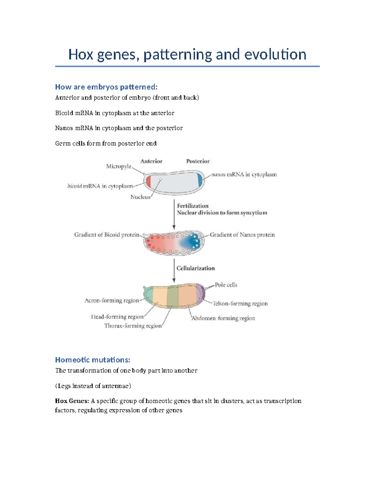 3.3) Hox Genes: Embryonic Patterning and Evolution Insights - Studocu