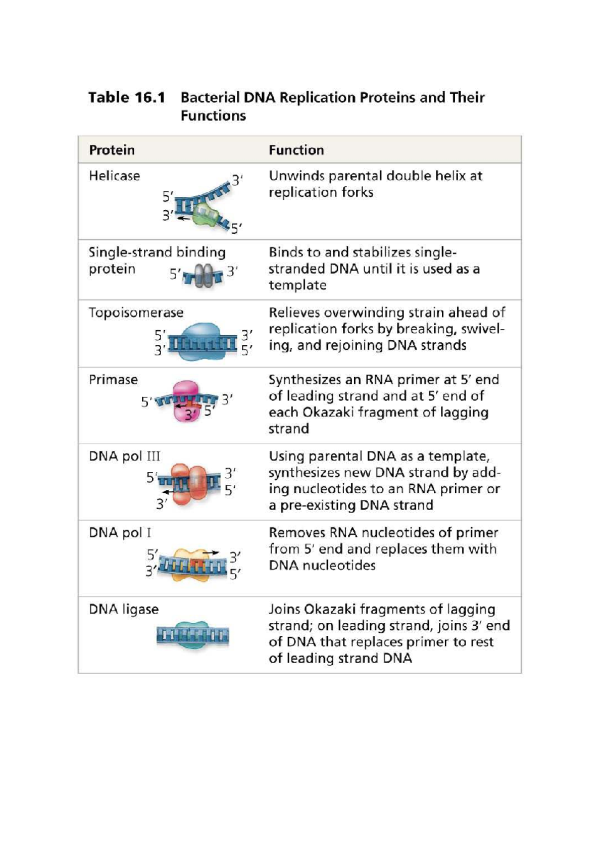 Bacterial Dna Function