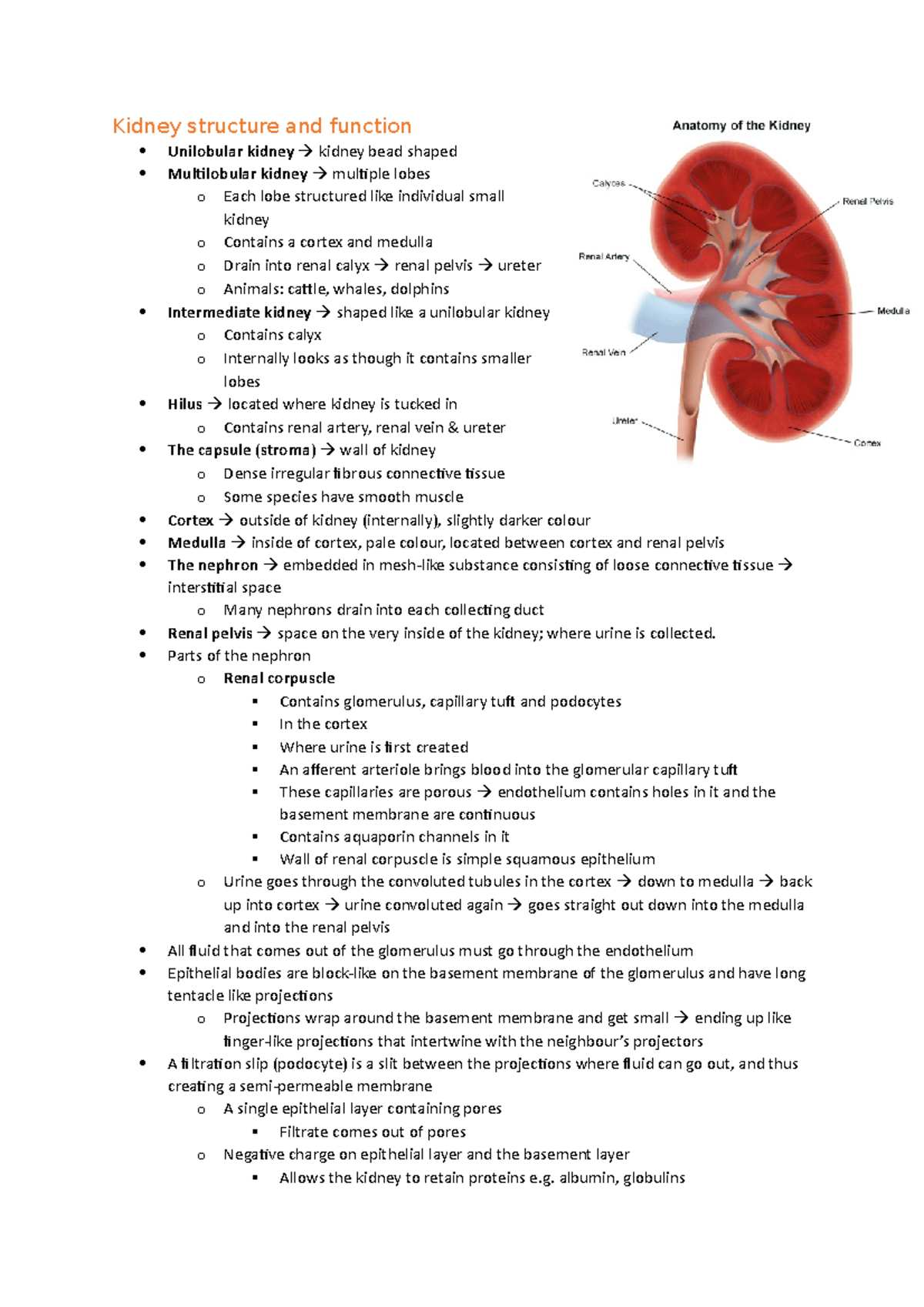 Mini Test 8 v2 - weekly quiz notes - Kidney structure and function ...