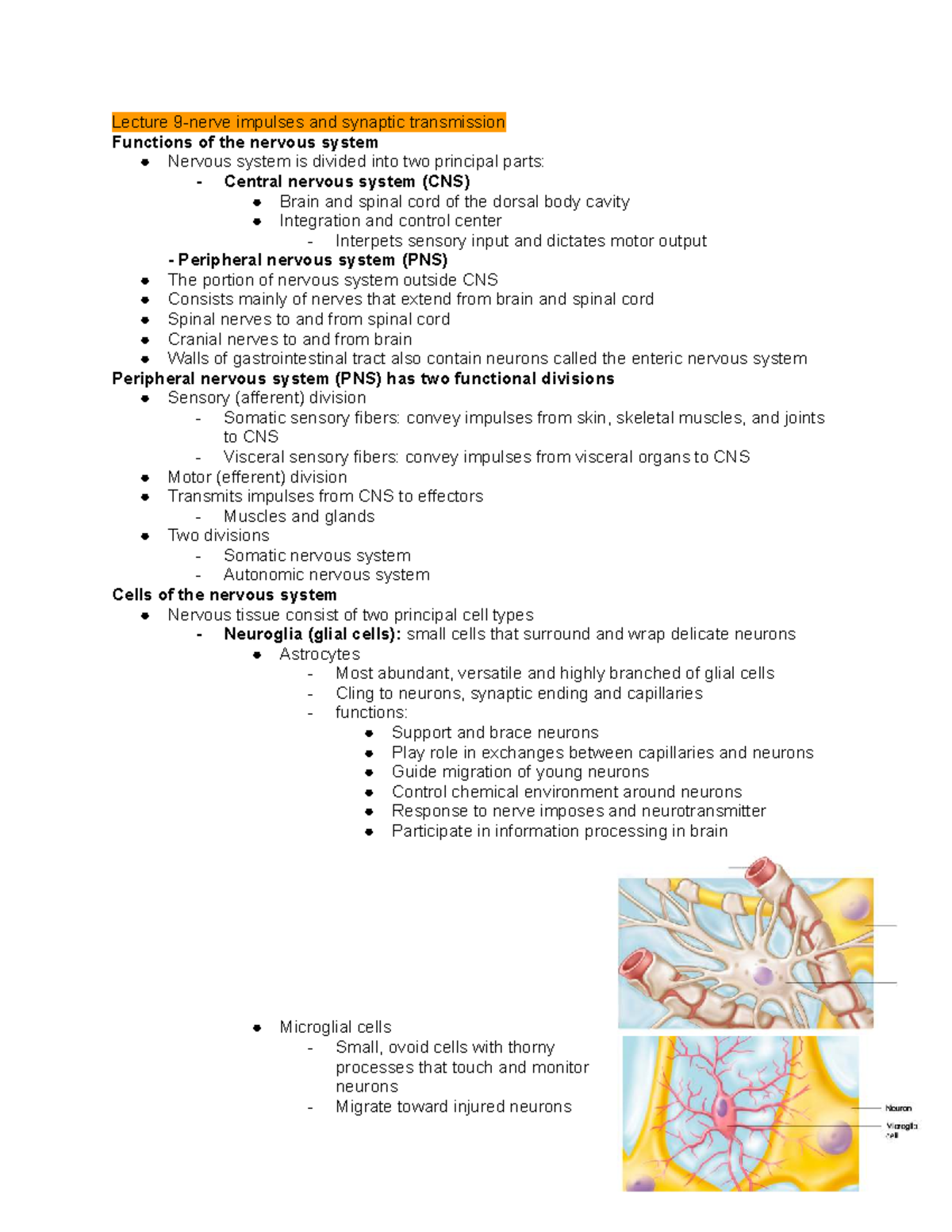 ANP 1106 midterm 2- final notes - Google Docs - Lecture 9-nerve ...
