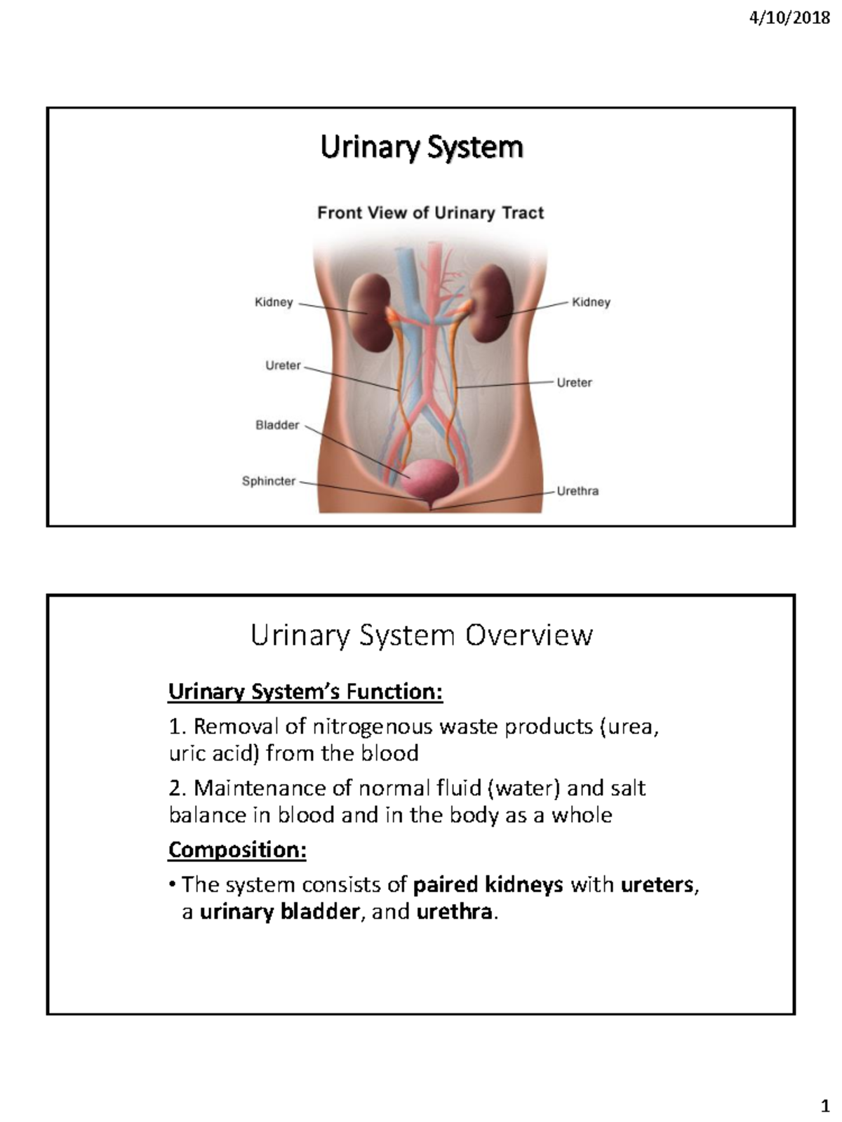 11. Urinary System - Lecture note - Urinary System Urinary System’s ...