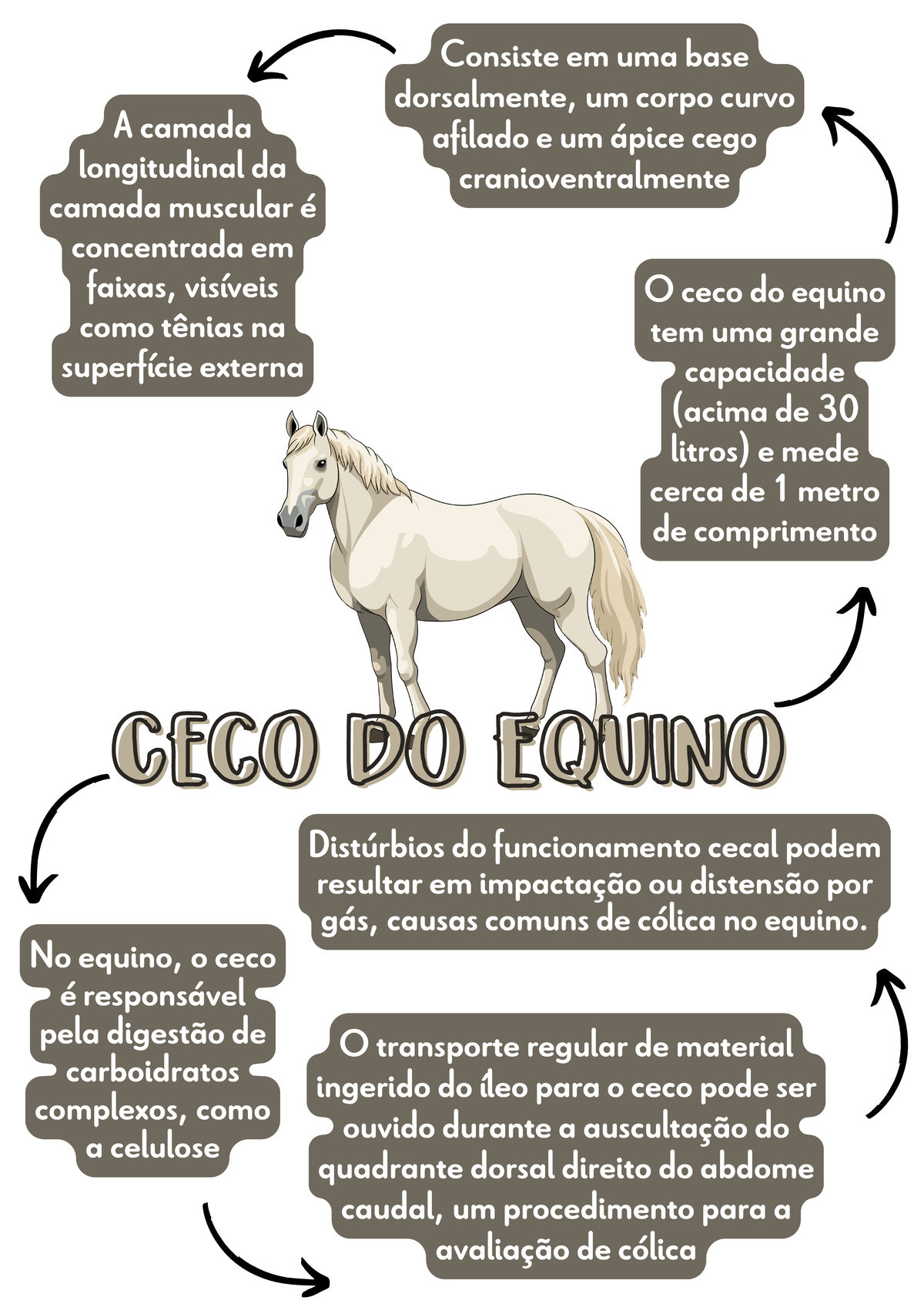 Ceco do Equino: Resumo sobre Anatomia e Função - 7.ed. - Studocu