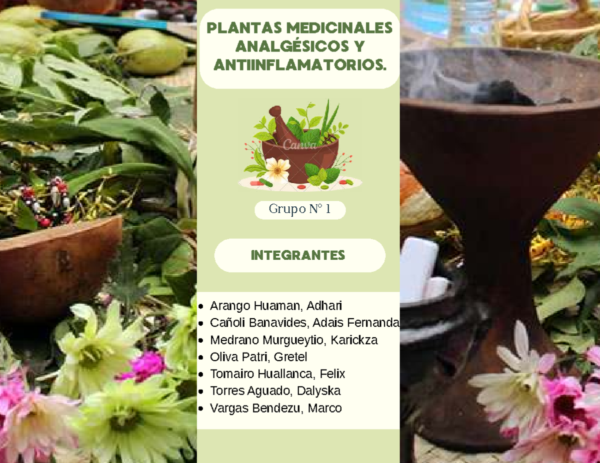 PLANTAS MEDICINALES ANÁLGESICAS Y ANTIINFLAMATORIAS - Grupo 1 - Studocu