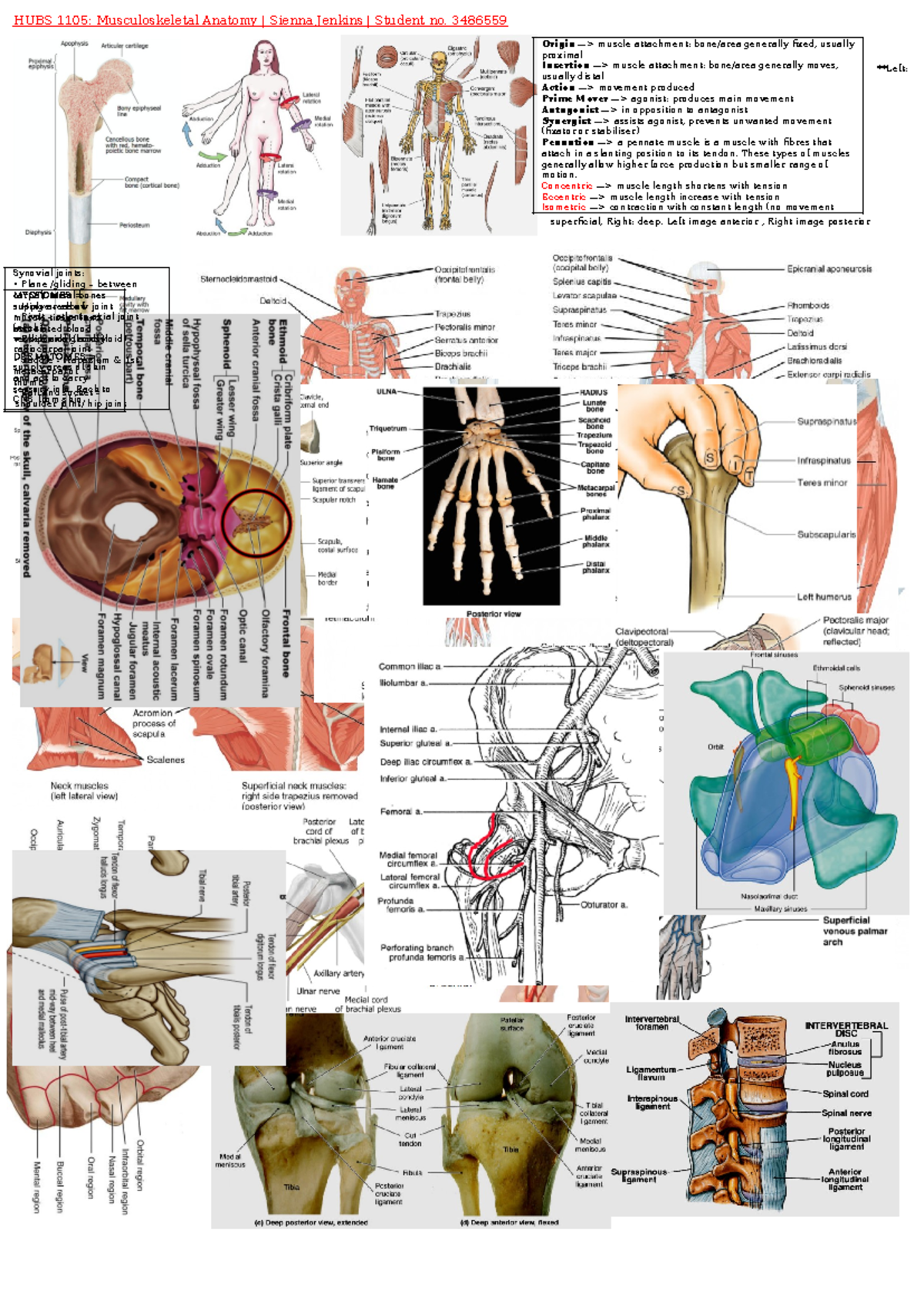 HUBS 1105 Musculoskeletal Anatomy Final Exam Study Notes 2024 - Studocu
