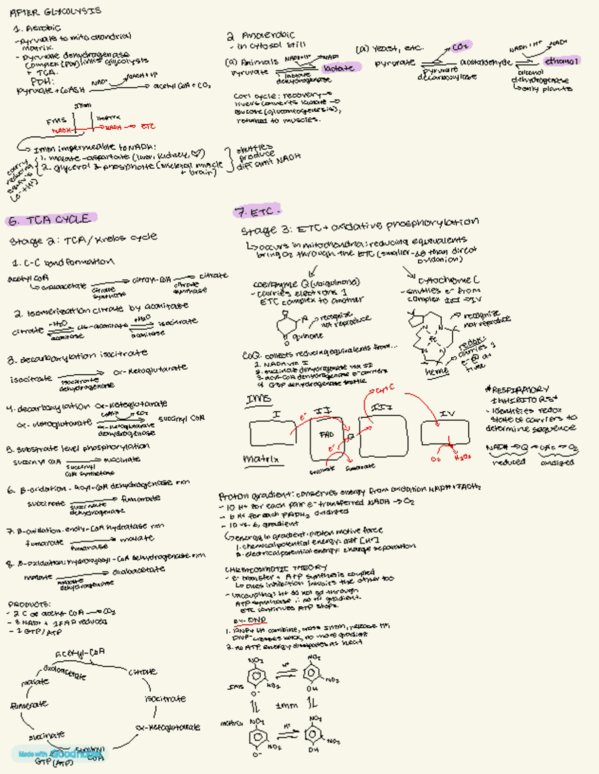 Bioc2580 30 - glycolysis and the citric acid cycle overview - Studocu