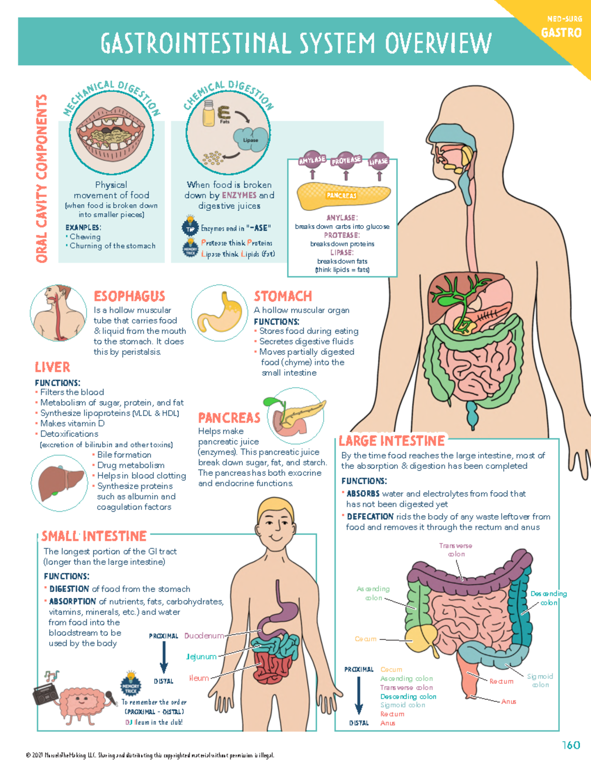 GI Nursing Final Exam Notes: Gastrointestinal System Overview - Studocu