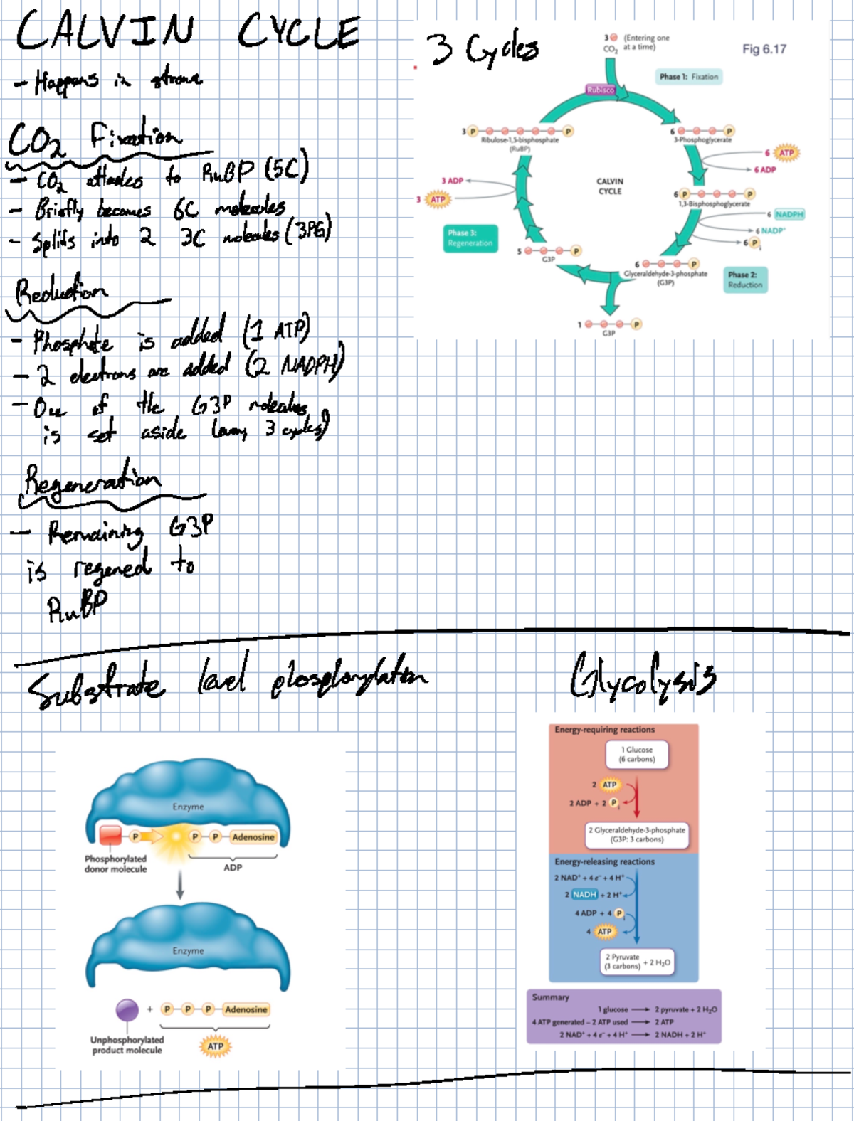 Important Cycles - Calvin Cycle Notes (BIO 101) - Studocu