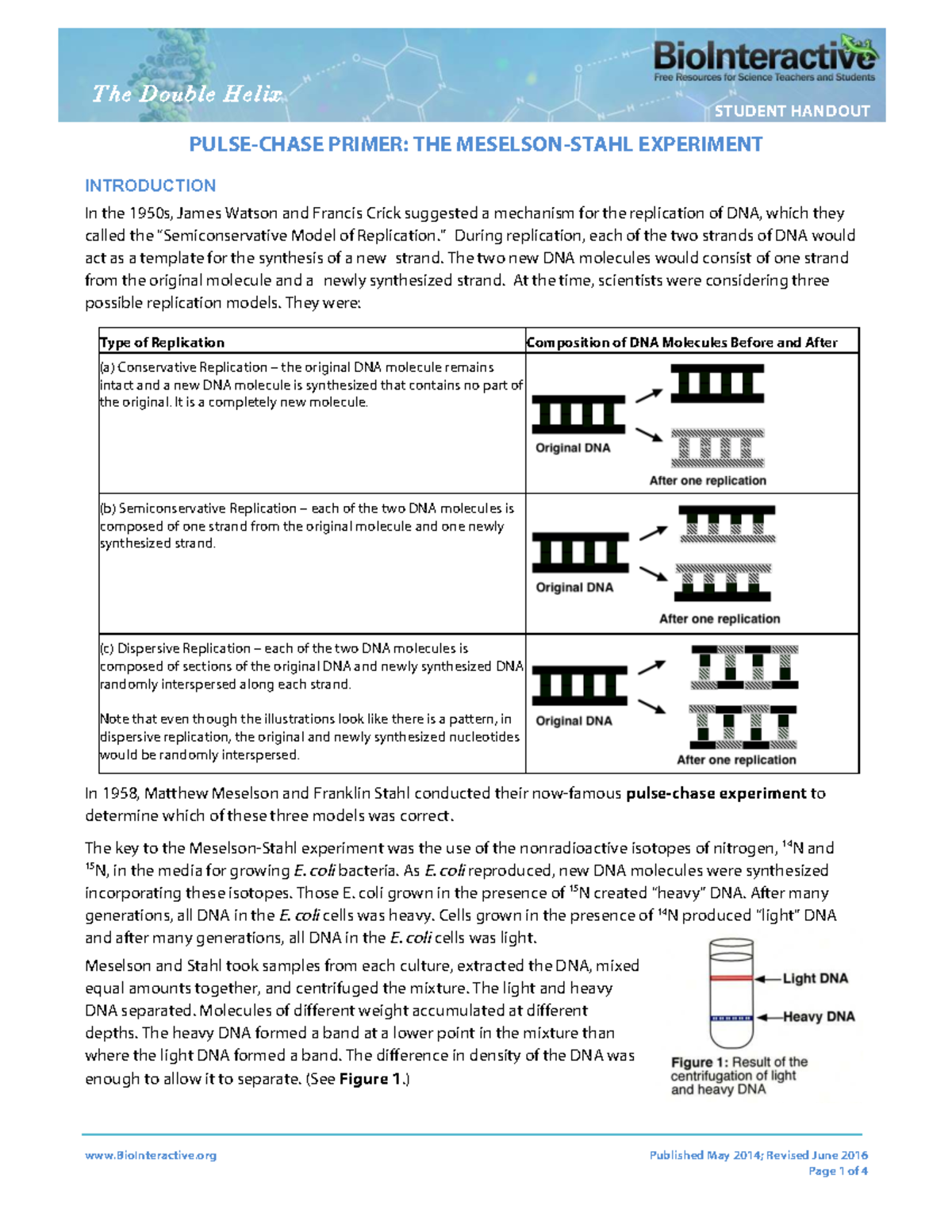 Double Helix Pulse Chase Primer Student - BioInteractive Published May ...