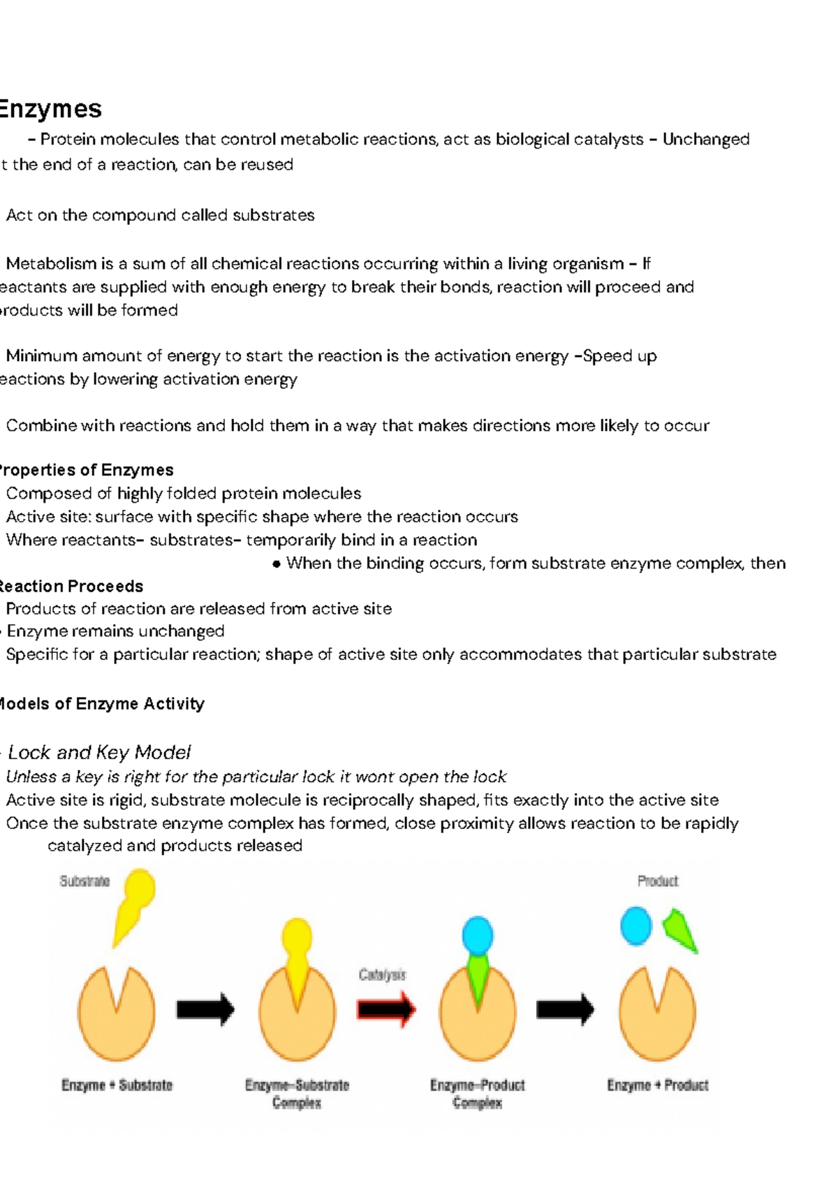 Enzymes Notes - YR11 Prelim Study Guide on Catalysis and Activity - Studocu