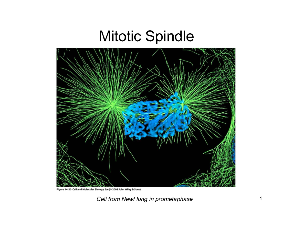 Lecture 10: Mitotic Spindle Dynamics and Chromosome Movement (2025 ...