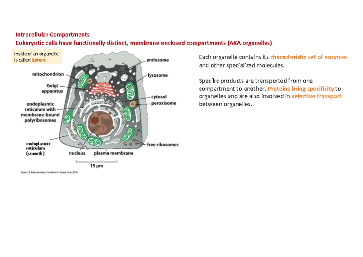 Mol - Chapter 12: Intracellular Compartments and Protein Transport ...