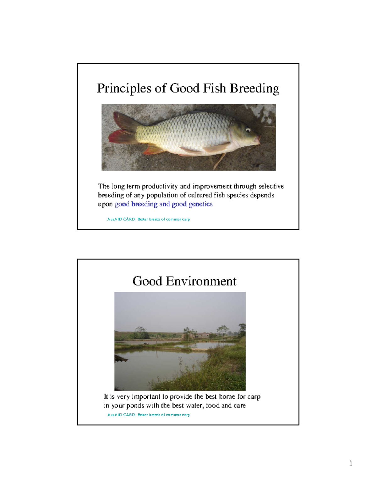 Good Fish Breeding - Lecture on AusAID CARD Common Carp Techniques ...