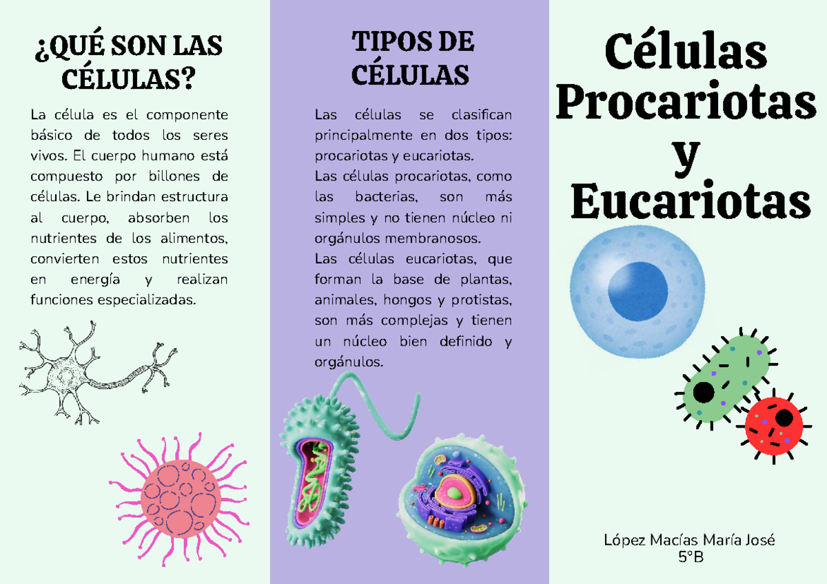 Tipos de Células: Procariotas y Eucariotas - Biología 20250519 - Studocu