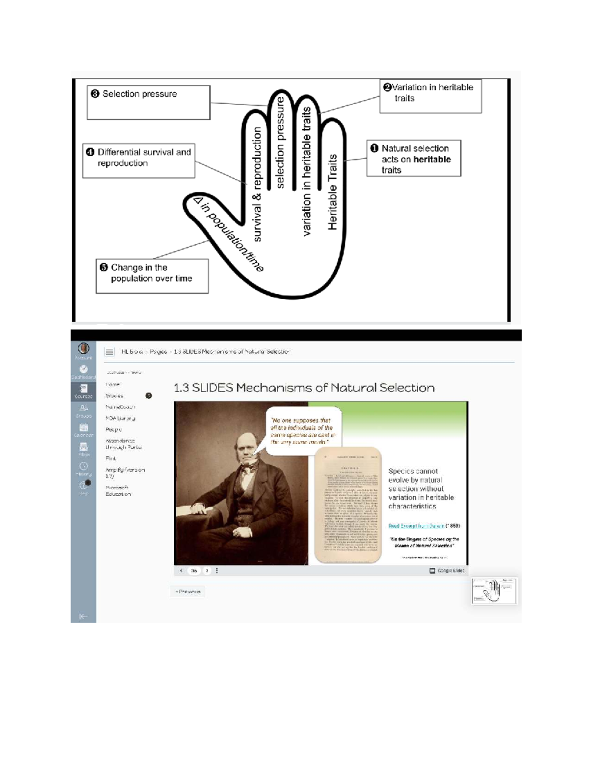 HL Bio: Final Exam Study Guide on Natural Selection Mechanisms - Studocu