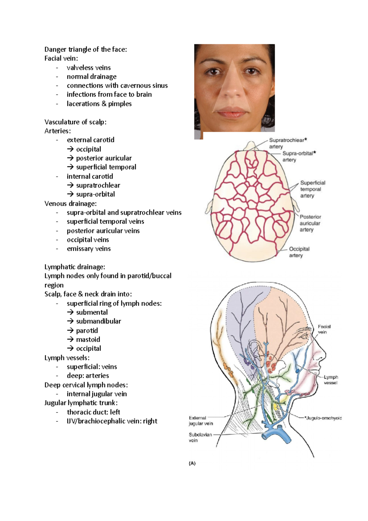 HUMS 202 - Lecture 3: Facial and Scalp Vasculature Overview - Studocu