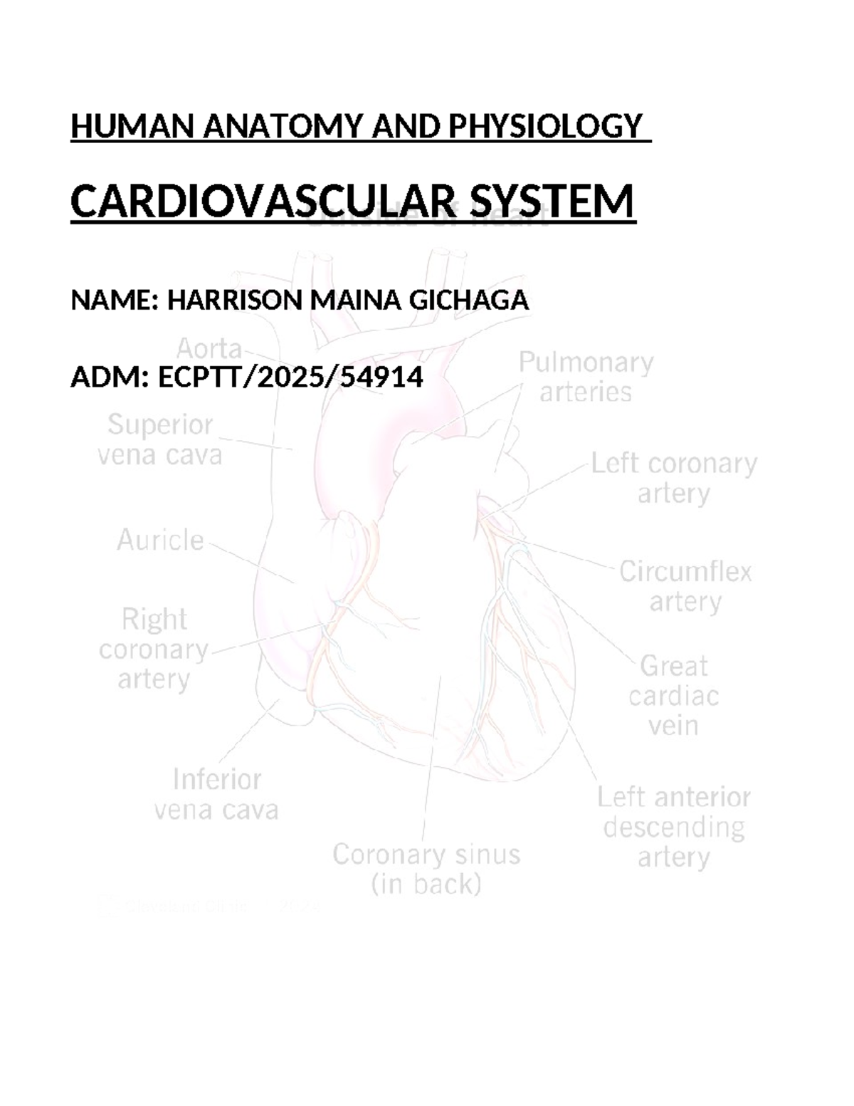 HUMAN ANATOMY & PHYSIOLOGY: CARDIOVASCULAR SYSTEM NOTES (CARDIO 1 ...