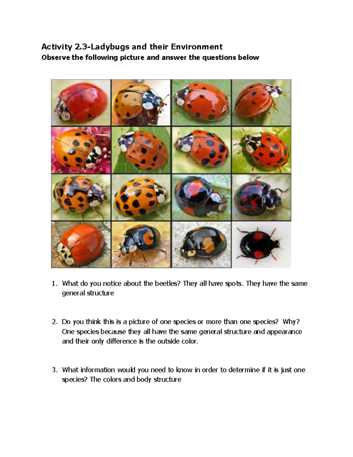 Nicholas Sword - Activity 2.3: Ladybugs & Their Ecological Role - Studocu