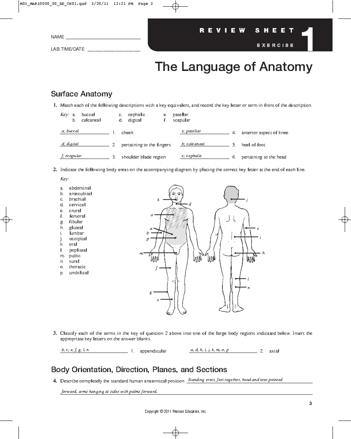 Pulse Points Nursing Reference: Key Areas for Pulse Assessment - Studocu