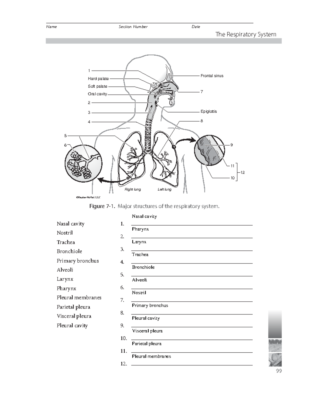 解剖学 1 Anatomy 1 Anatomy and Physiology Study Guide Diagram | Quizlet