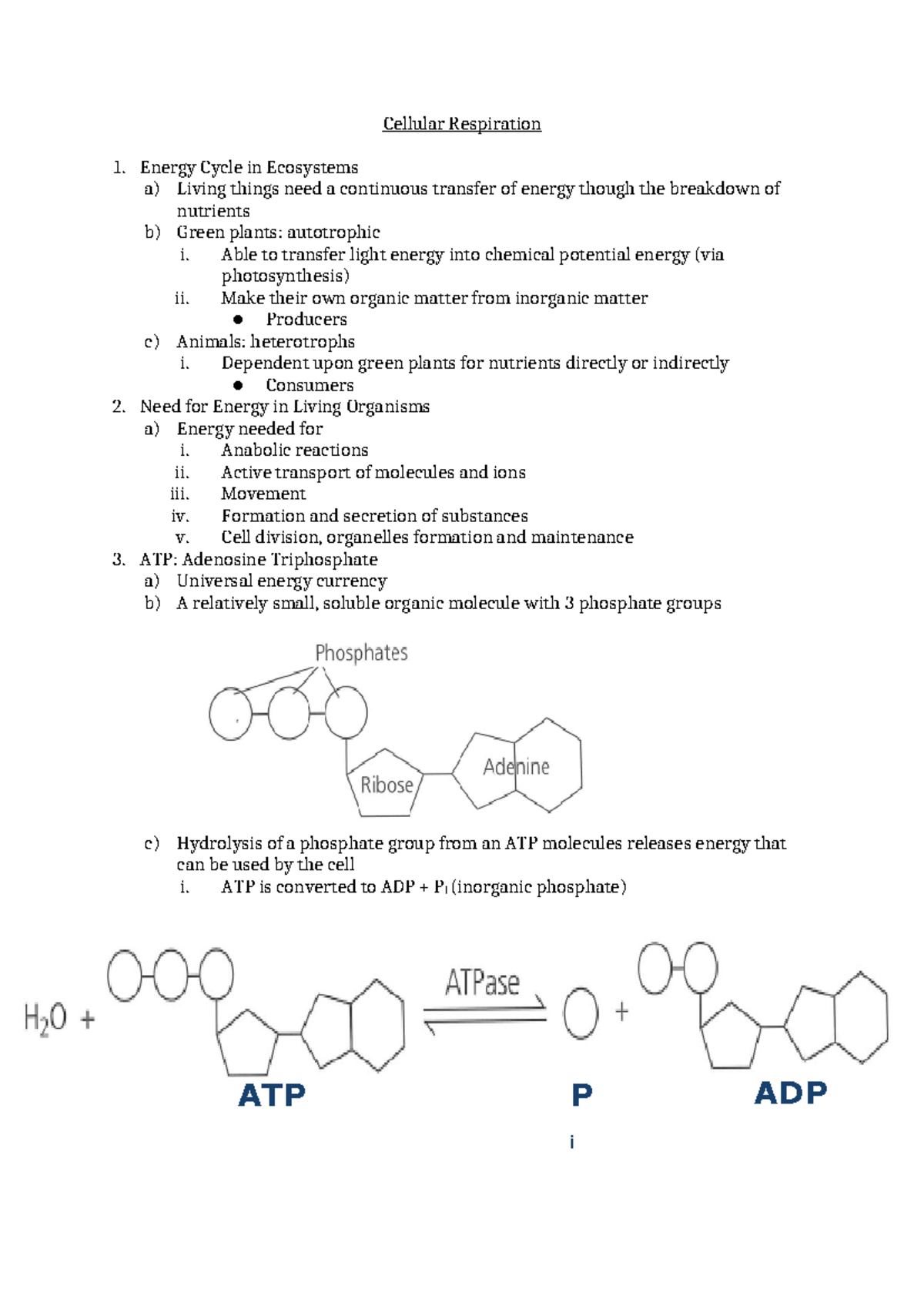 Cellular Respiration - Notes (Biology 101) - Studocu