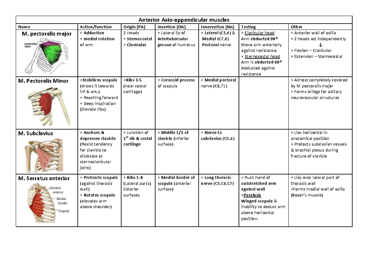 Anatomy Muscles Summary: Key Features & Functions - Studocu