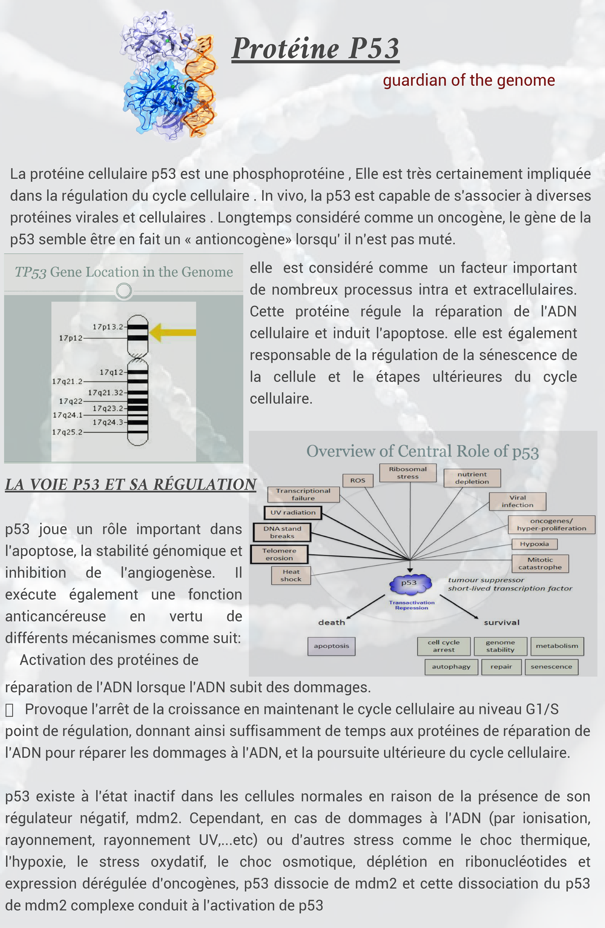P53 - P53 - Protéine P guardian of the genome La protéine cellulaire ...