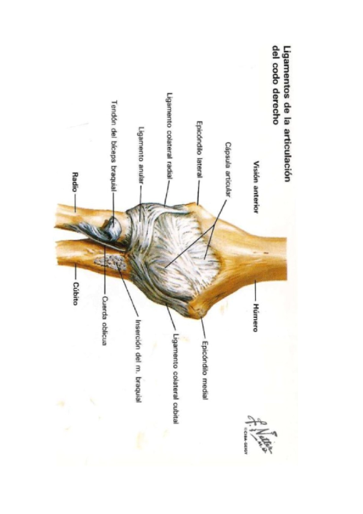 Estudio sobre los Ligamentos de la Articulación del Codo en Perros ...