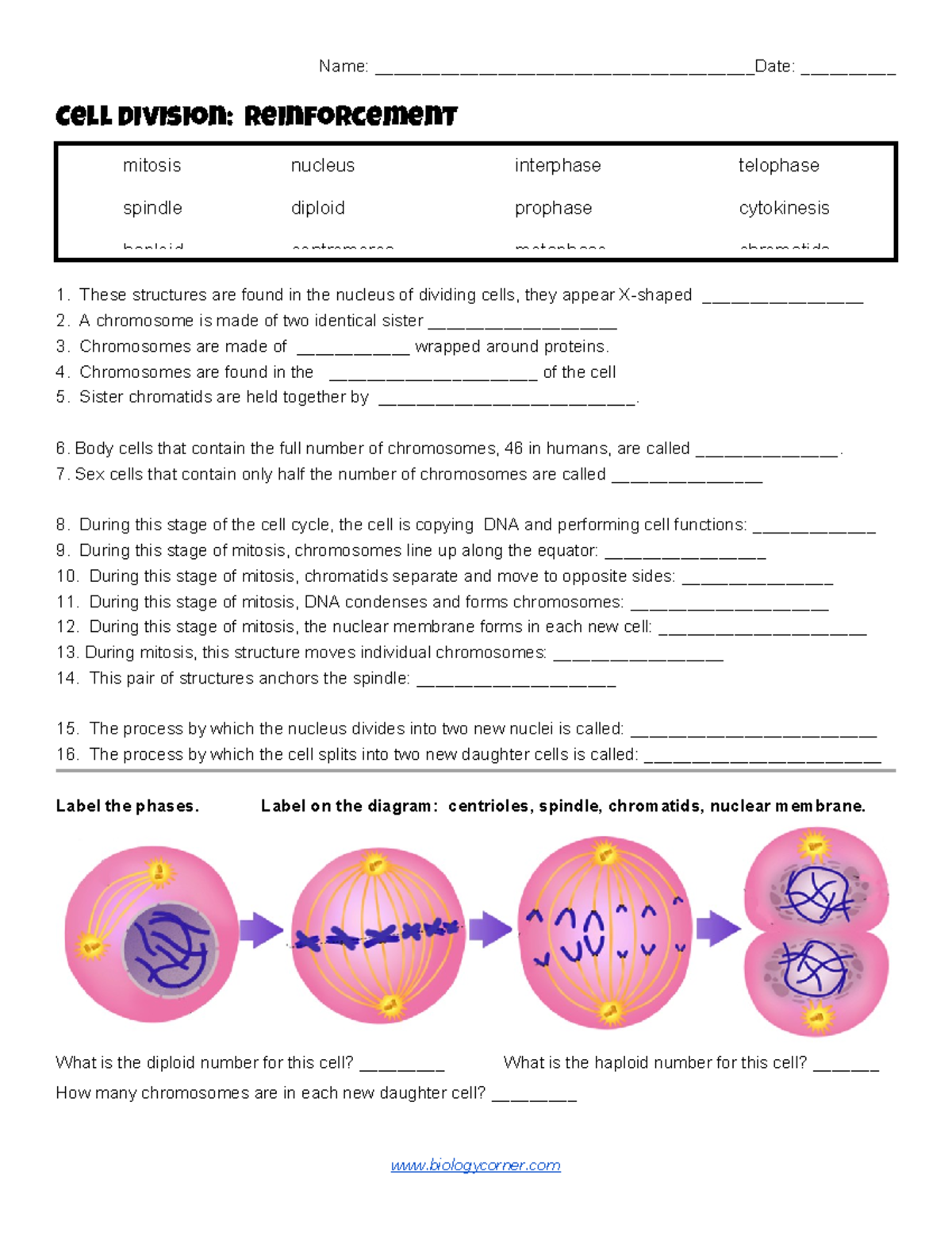 Cell Division Reinforcement Worksheet Bio 101 - Studocu