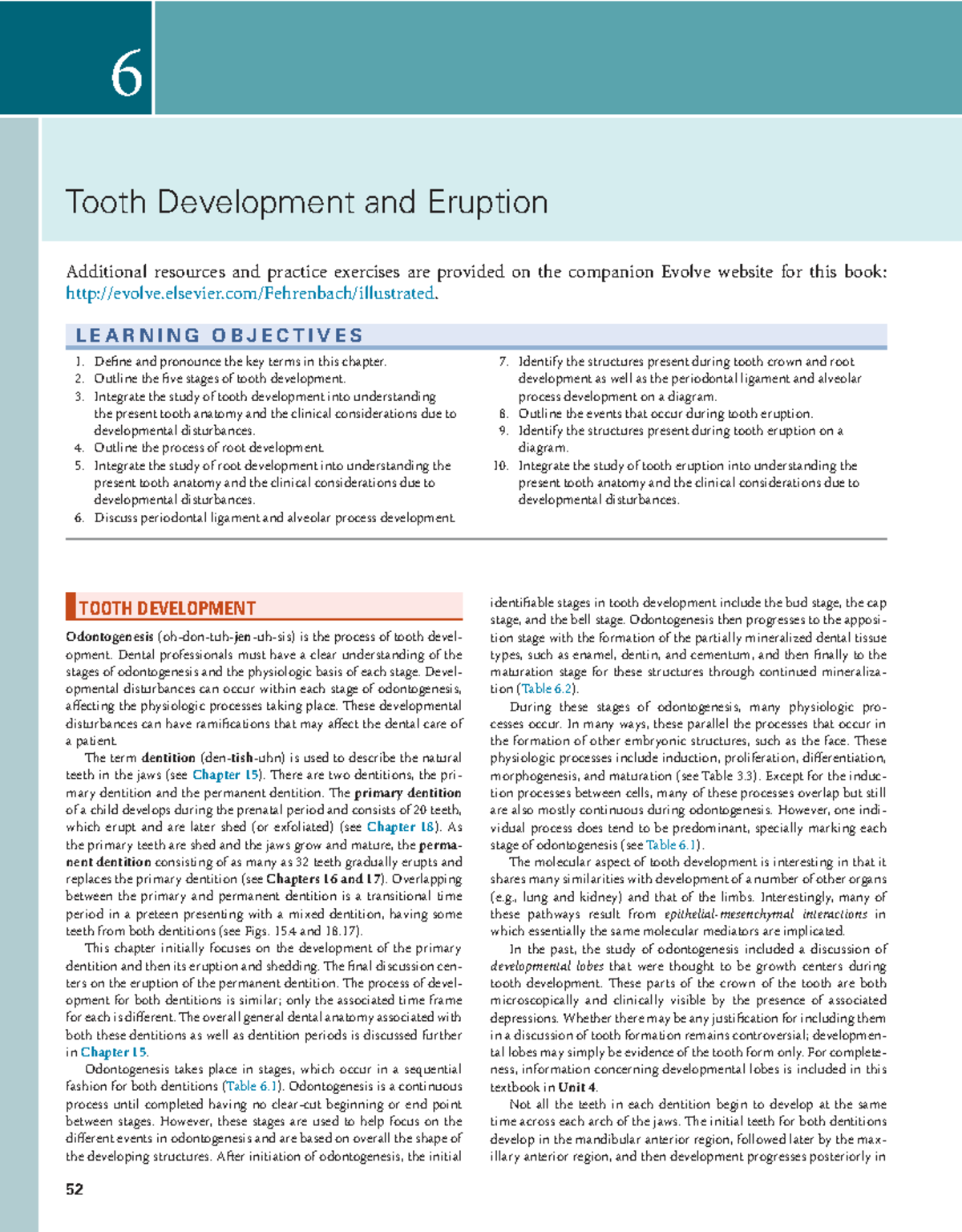 Tooth Development and Eruption in Odontogenesis (Unit 2) - Studocu