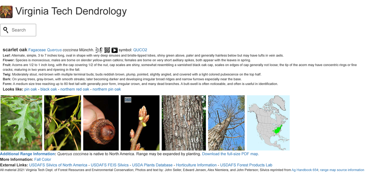 Virginia Tech Dendrology: Scarlet Oak (Quercus coccinea) Specimen Notes ...