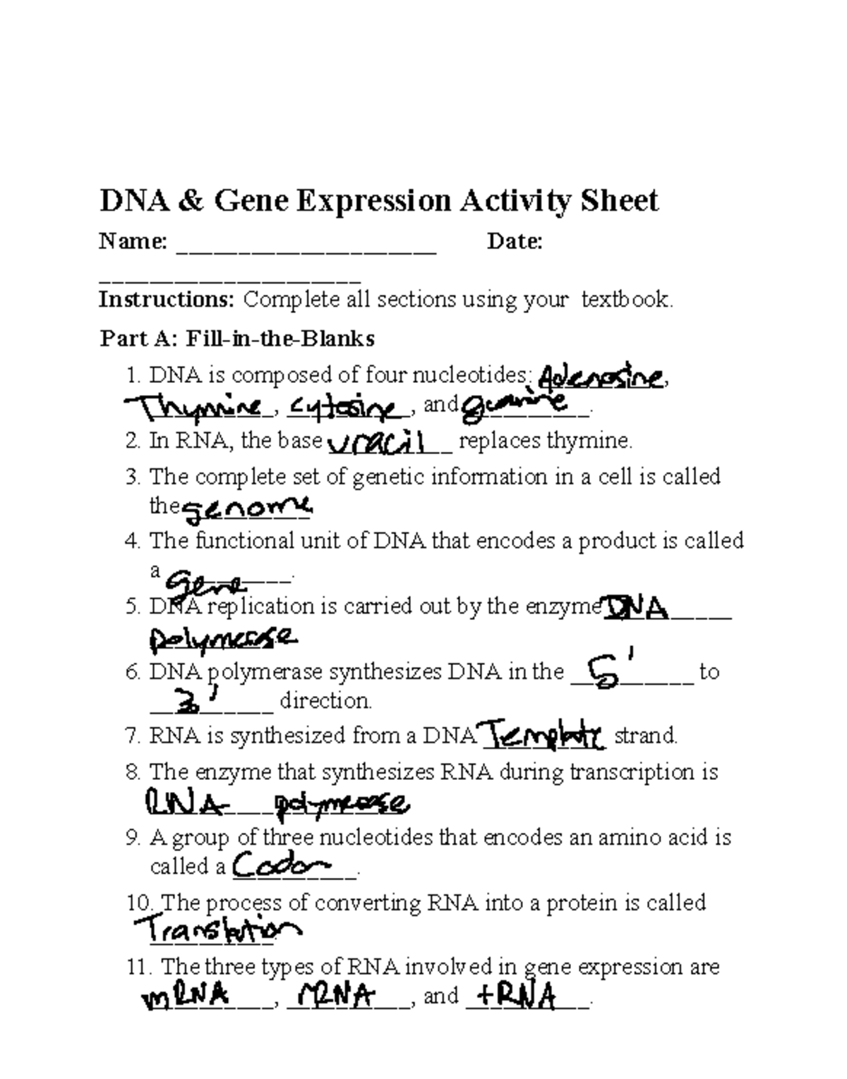 Chapter 7 Activity Sheet: DNA Gene Expression Overview - Studocu