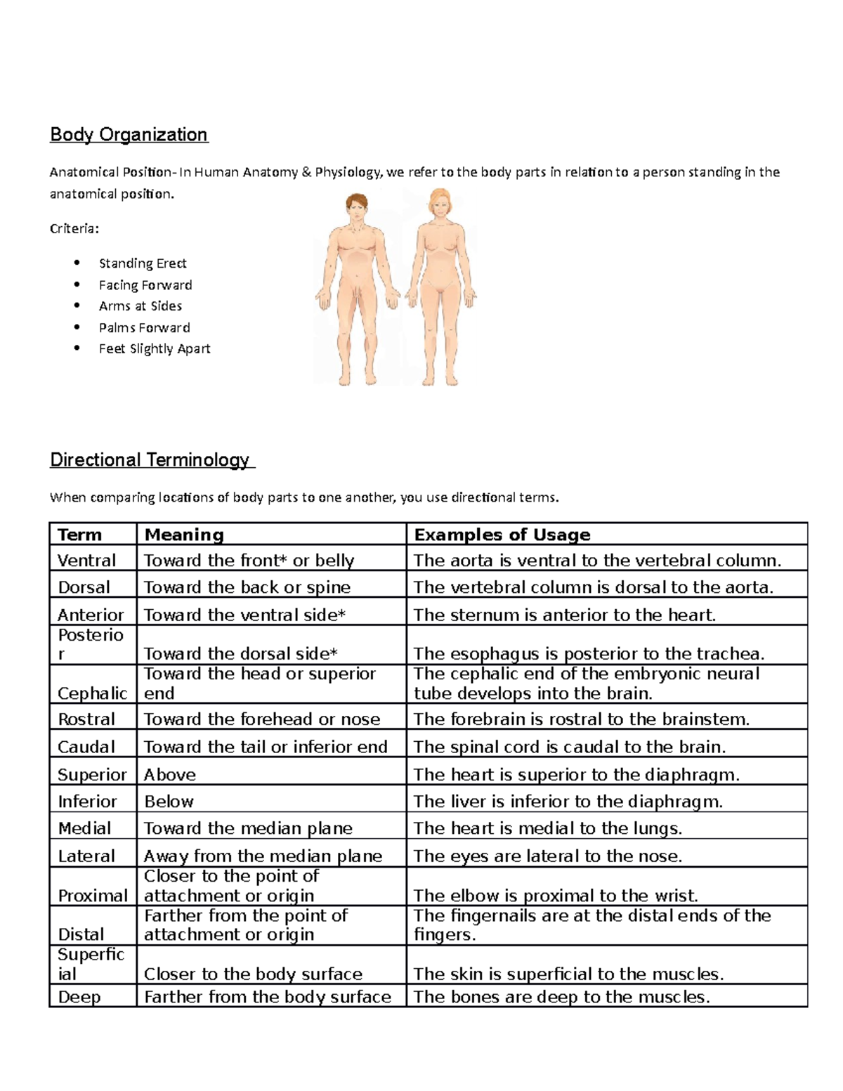 Examples Of Proximal Body Parts